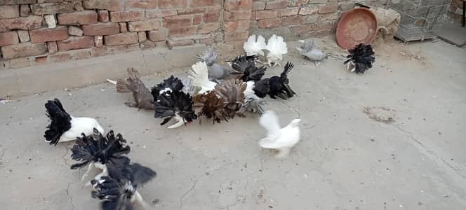 All Pairs are For Sale. All these pigeons are from my home breed .