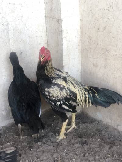 Aseel morga 2aseel morgi for sale hens