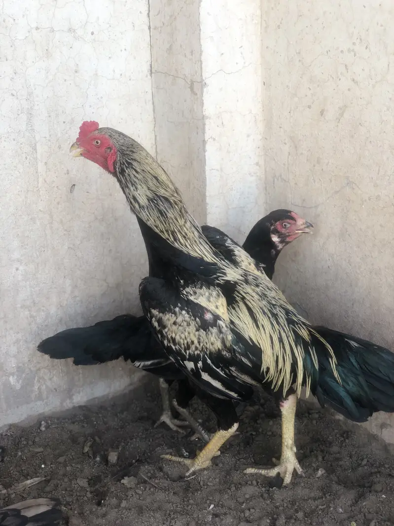Aseel morga 2aseel morgi for sale hens — photo 2