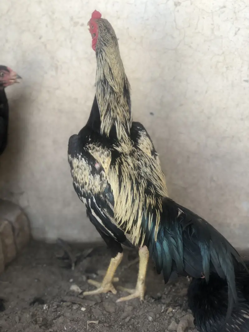 Aseel morga 2aseel morgi for sale hens — photo 3