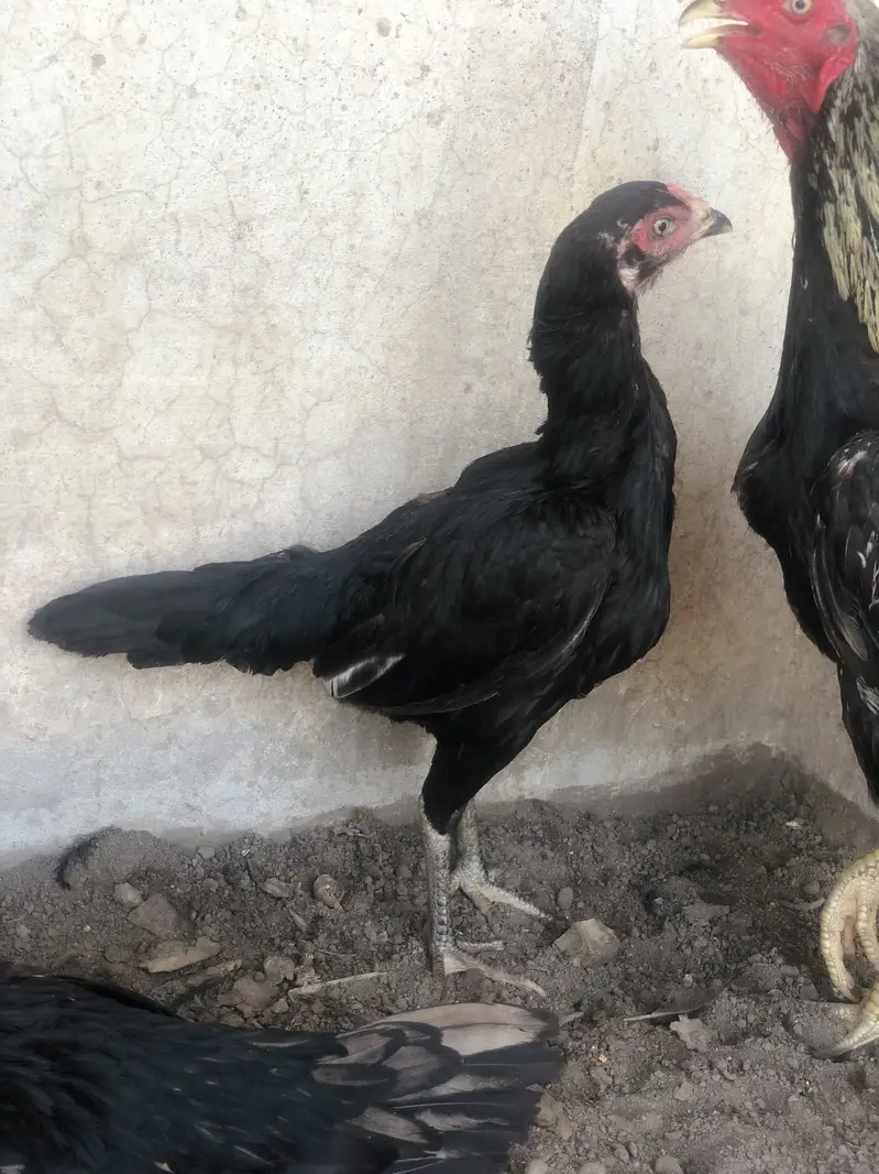 Aseel morga 2aseel morgi for sale hens — photo 4