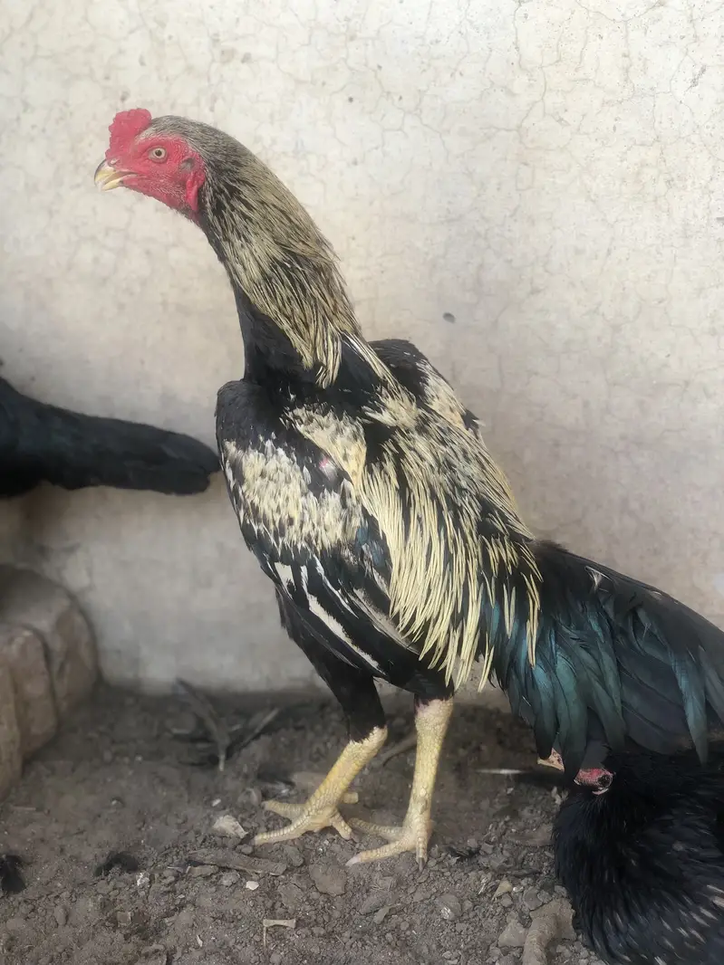 Aseel morga 2aseel morgi for sale hens — photo 5