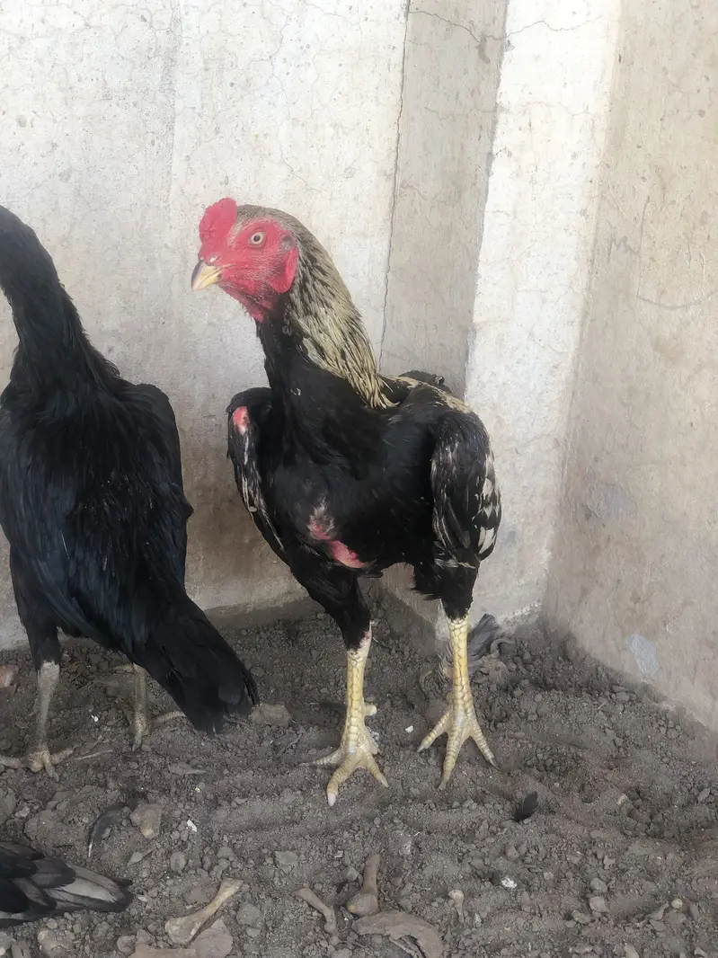 Aseel morga 2aseel morgi for sale hens — photo 6