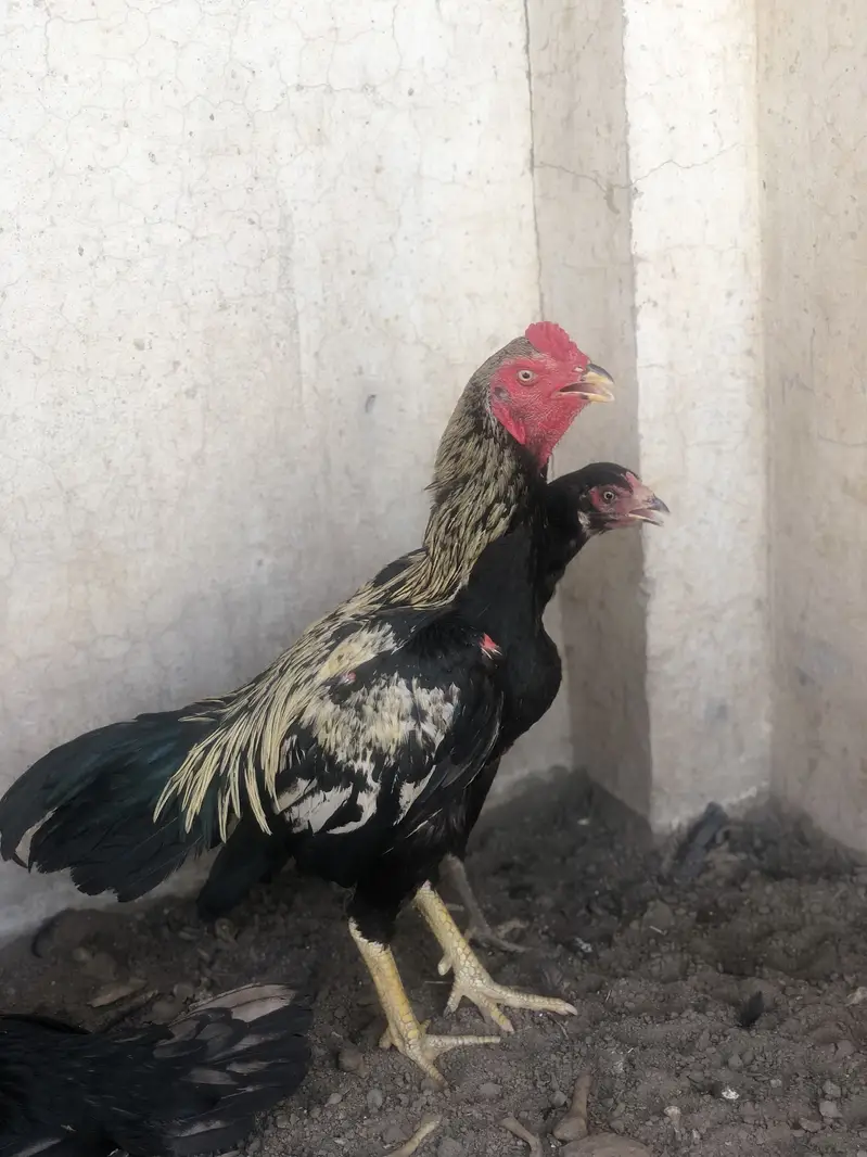 Aseel morga 2aseel morgi for sale hens — photo 7