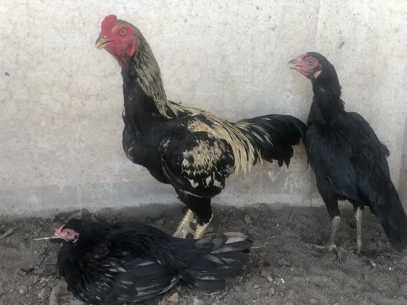 Aseel morga 2aseel morgi for sale hens — photo 8