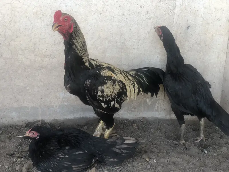 Aseel morga 2aseel morgi for sale hens — photo 9