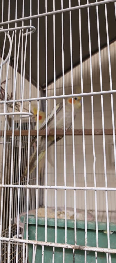 Breeder Cocktail Pair