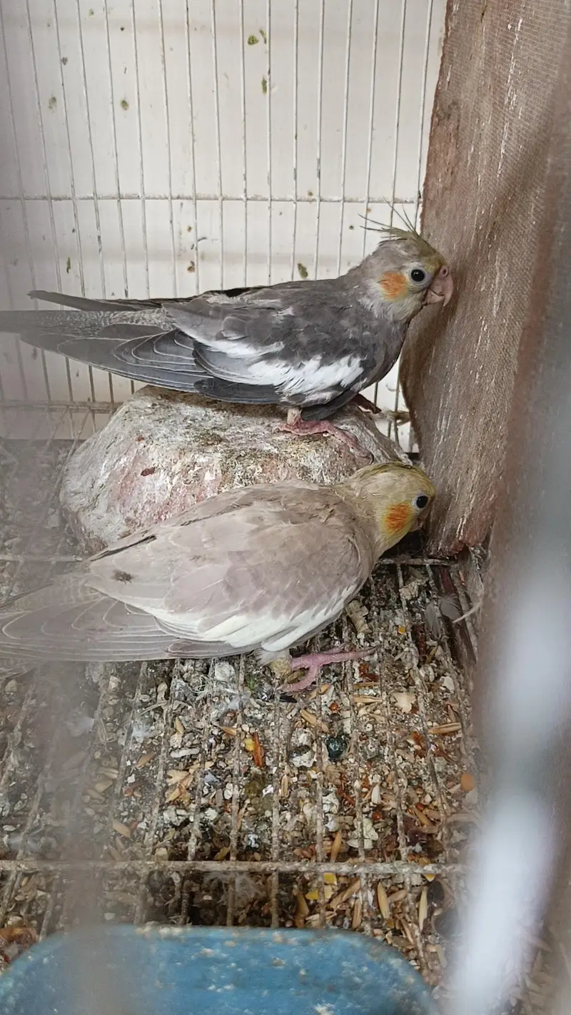 Breeder Cocktail Pair — photo 3