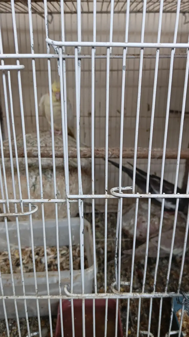 Breeder Cocktail Pair — photo 4