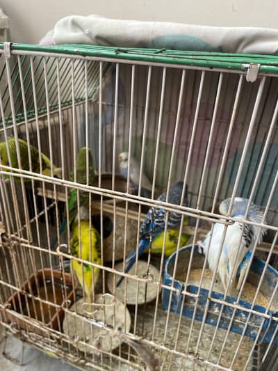 Australian parrots