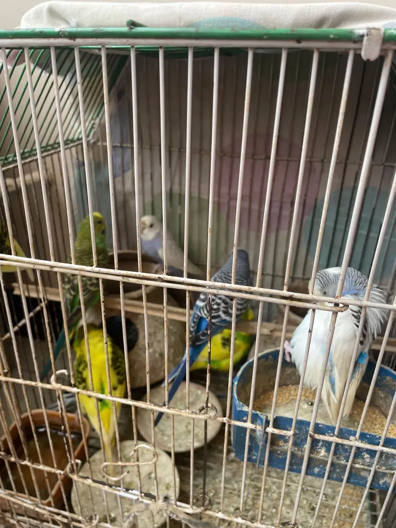 Australian parrots — photo 2
