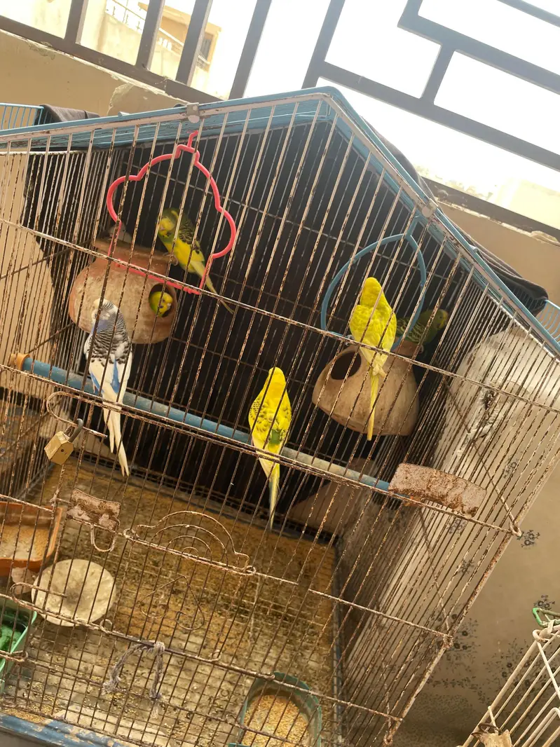 Australian parrots — photo 3