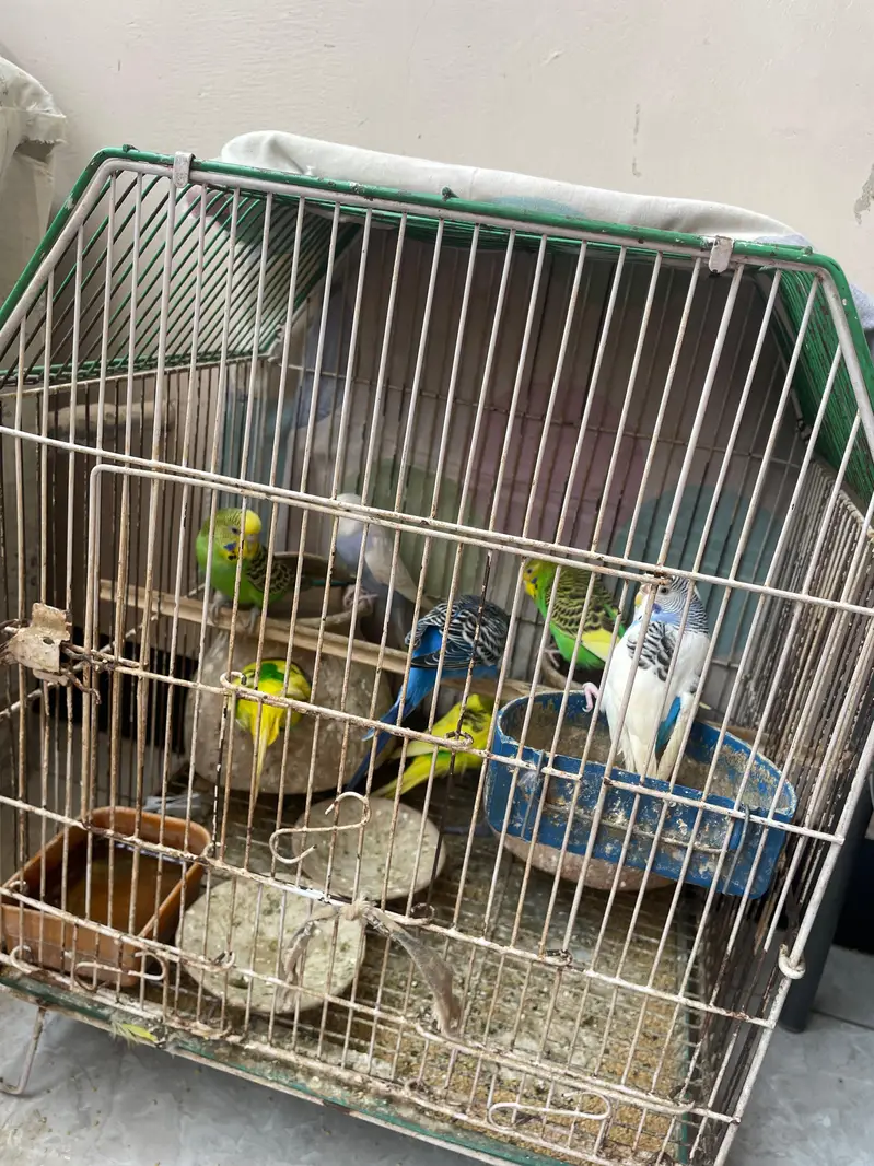 Australian parrots — photo 4