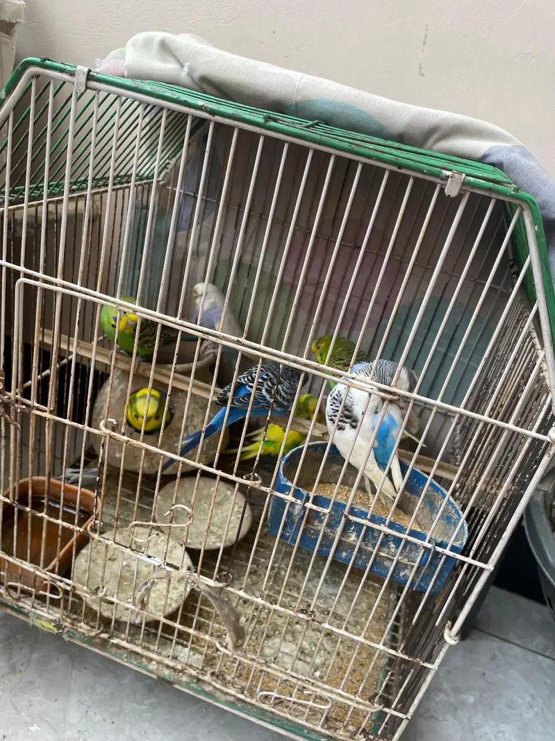 Australian parrots — photo 5