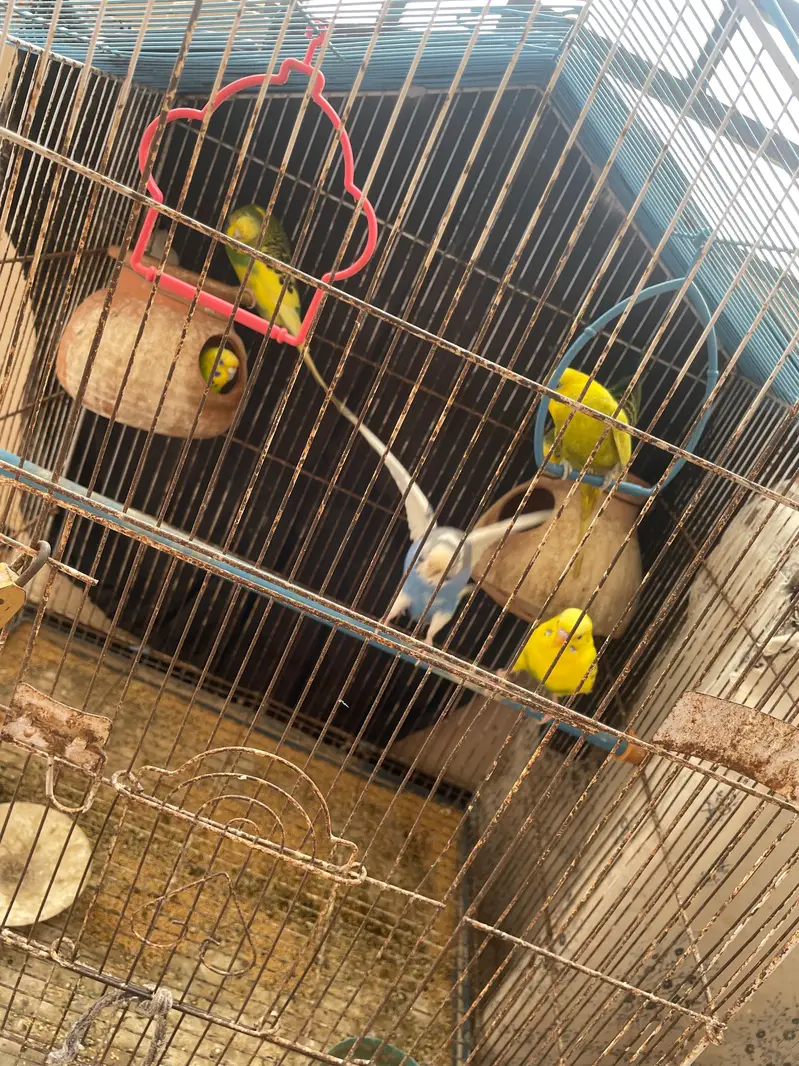 Australian parrots — photo 6