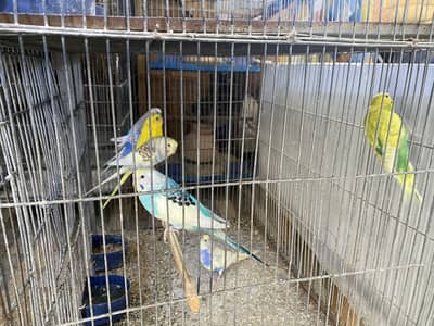Budgies Australian with 12 portion cage
