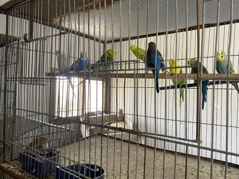 Budgies Australian with 12 portion cage — photo 2