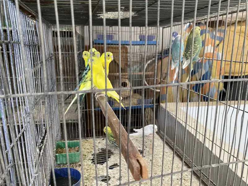 Budgies Australian with 12 portion cage — photo 3