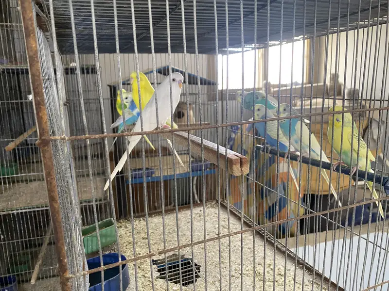 Budgies Australian with 12 portion cage — photo 4