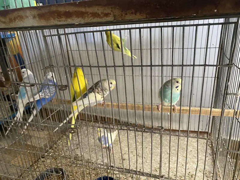 Budgies Australian with 12 portion cage — photo 5