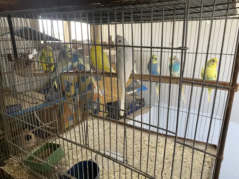 Budgies Australian with 12 portion cage — photo 6