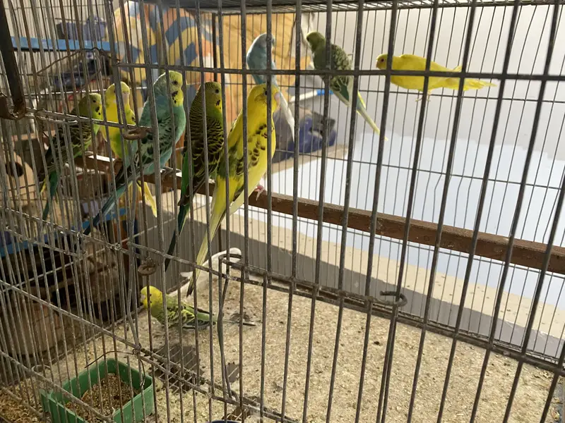 Budgies Australian with 12 portion cage — photo 7
