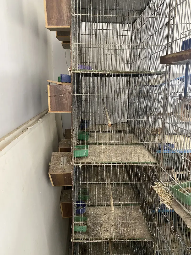 Budgies Australian with 12 portion cage — photo 8