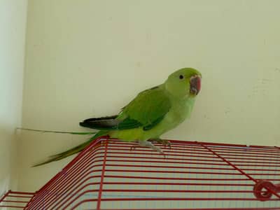 Ringneck chick
