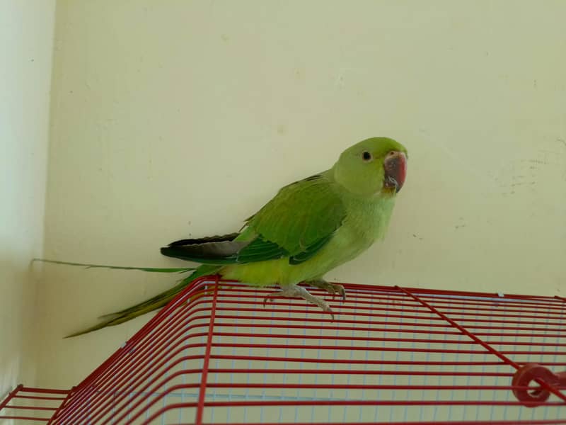 Ringneck chick 0