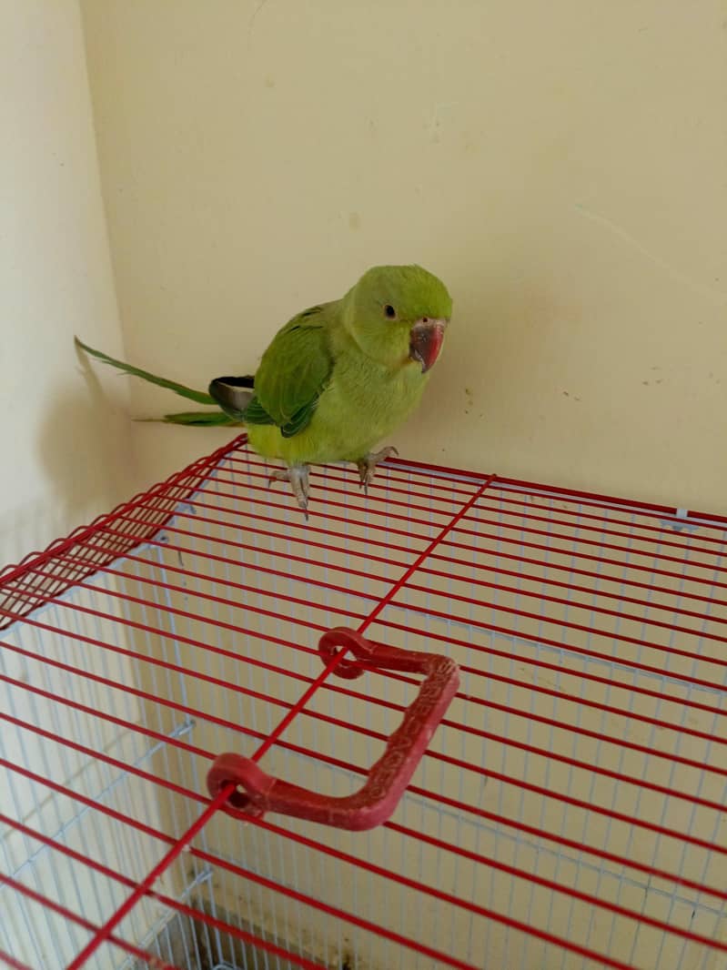 Ringneck chick 1