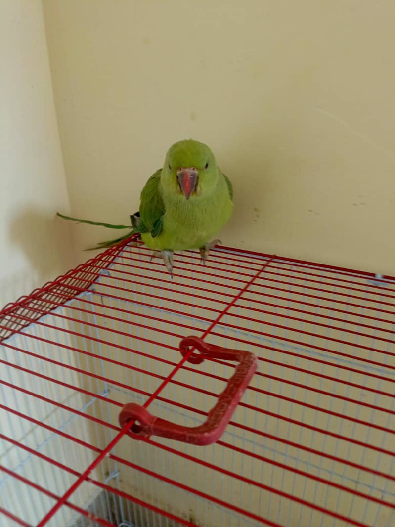 Ringneck chick 2