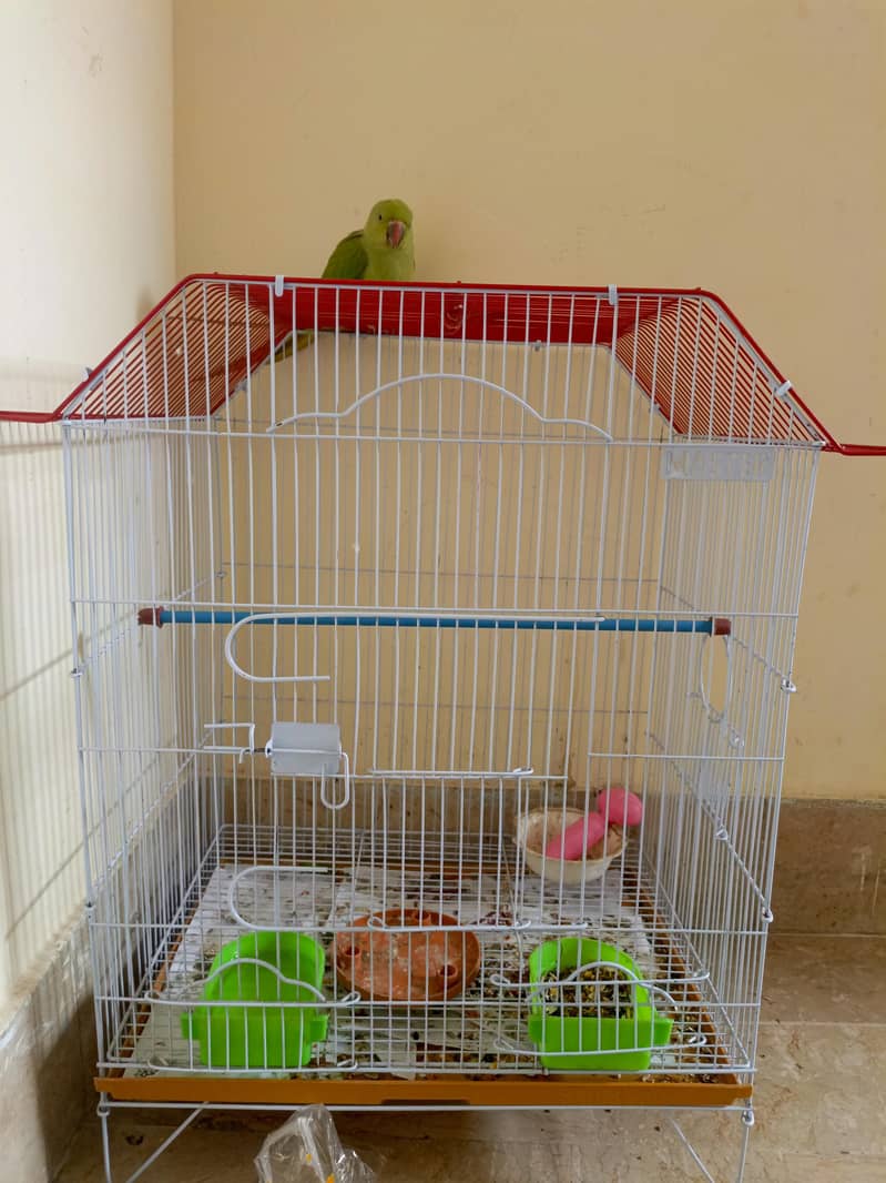 Ringneck chick 3