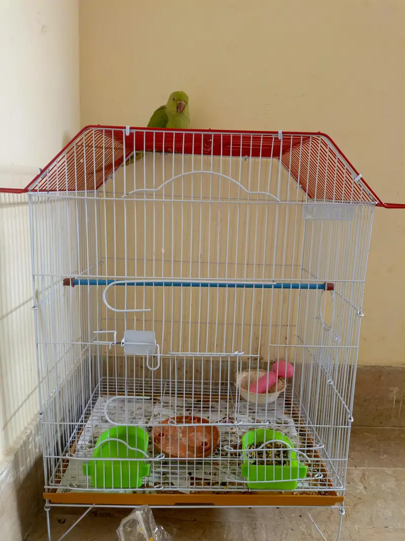 Ringneck chick — photo 4