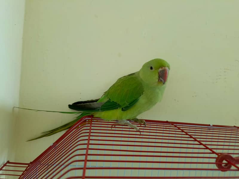 Ringneck chick 4