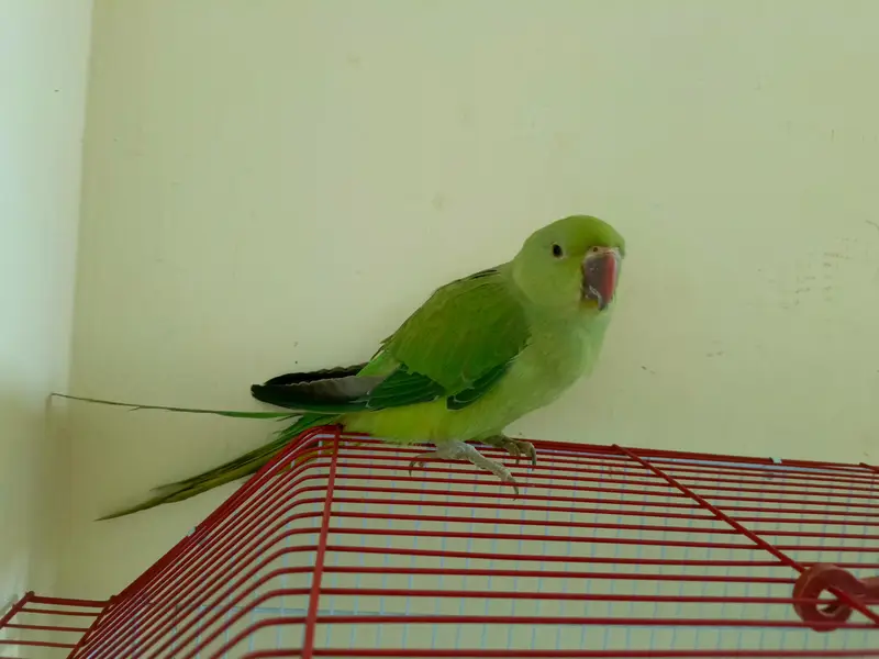 Ringneck chick — photo 5