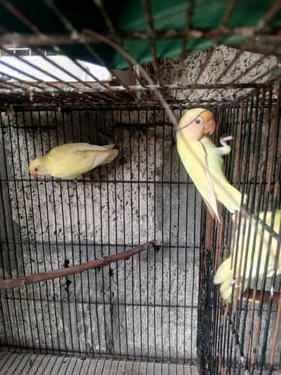 2 pairs lovebirds