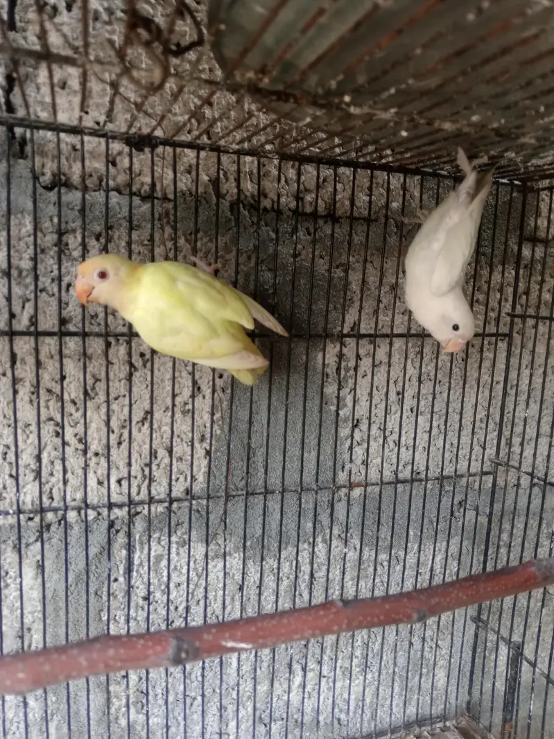 2 pairs lovebirds — photo 2