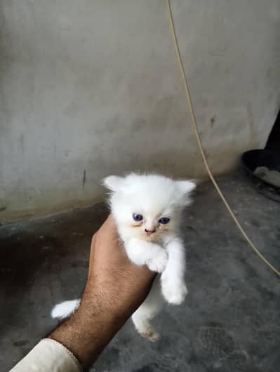 Cat Persian