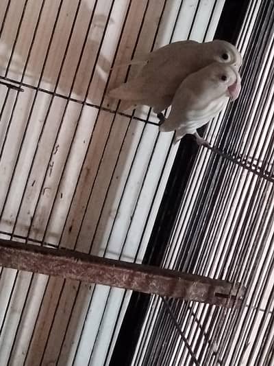 Albino for sale red eye and black eye