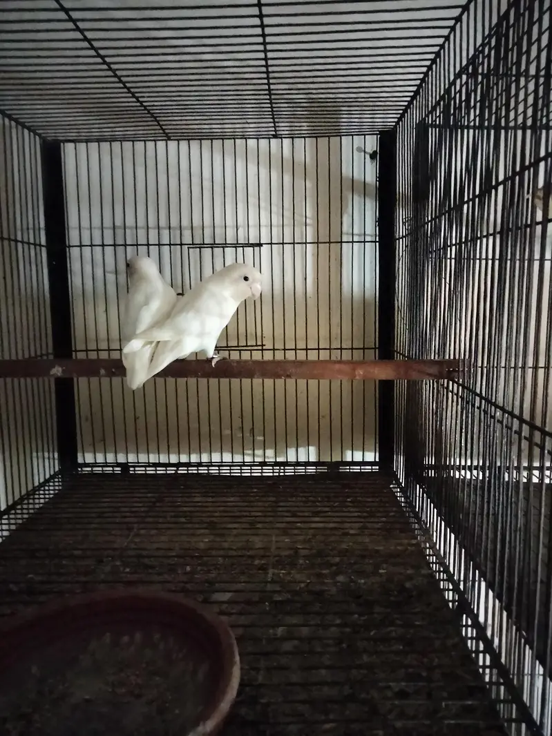 Albino for sale red eye and black eye — photo 2