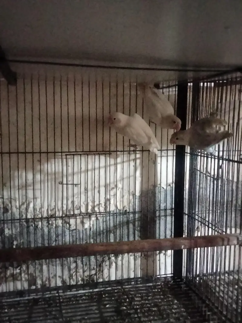 Albino for sale red eye and black eye — photo 3