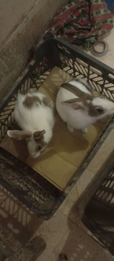 Rabbits