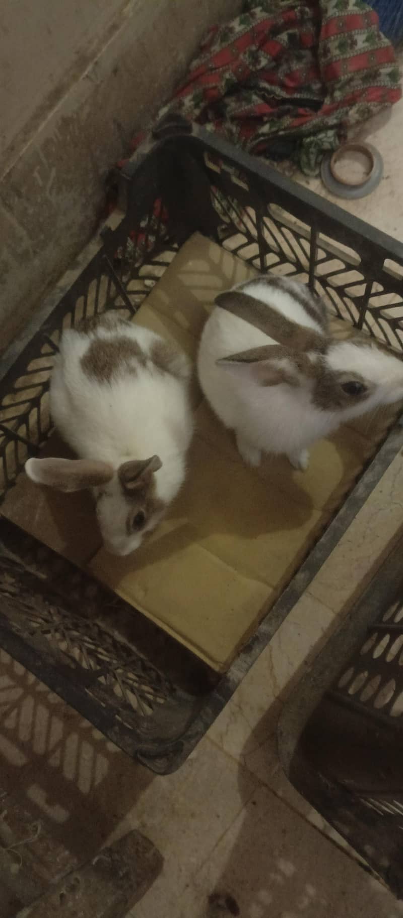 Rabbits 0