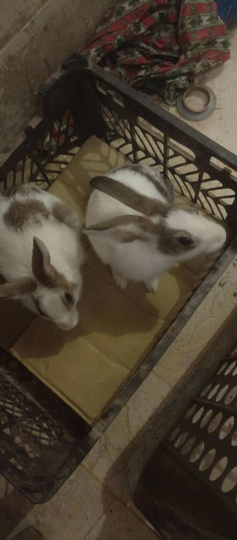 Rabbits 1