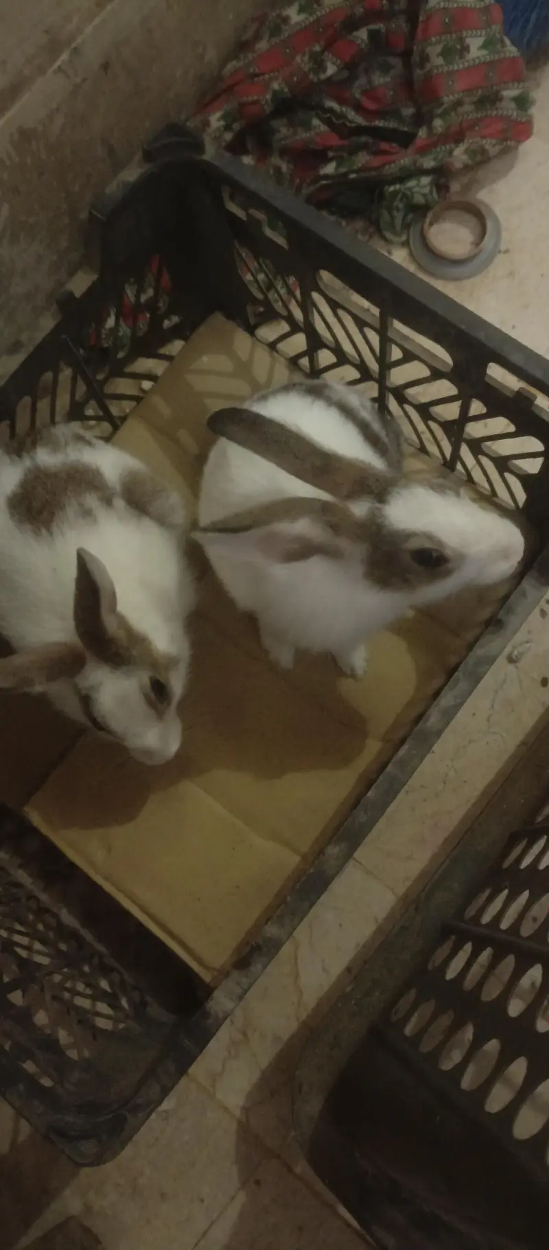 Rabbits — photo 2