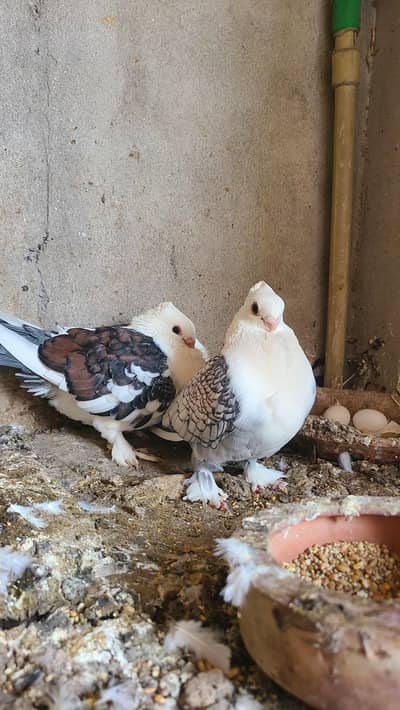 sentinent pigeon for sale