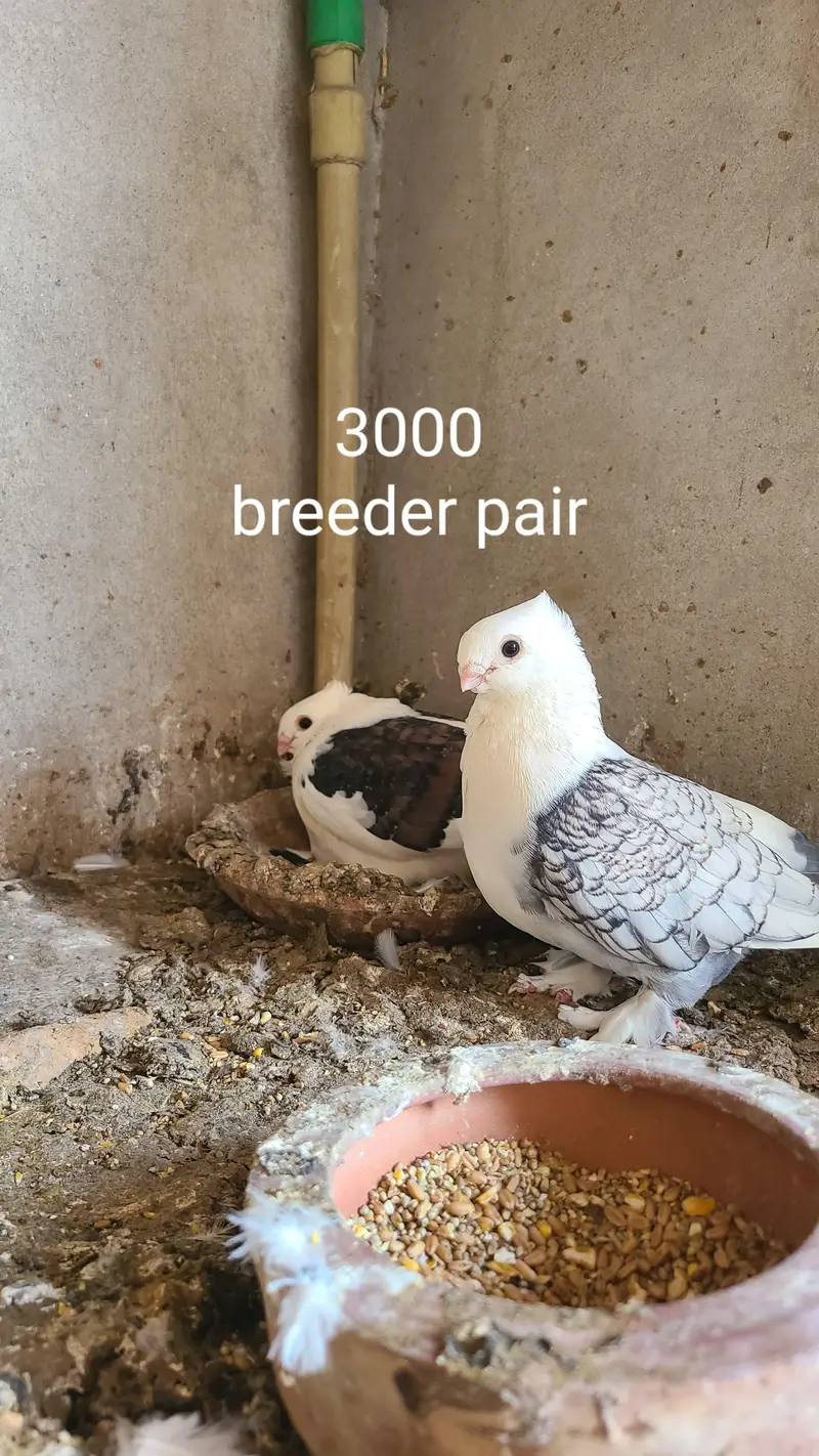 sentinent pigeon for sale — photo 2