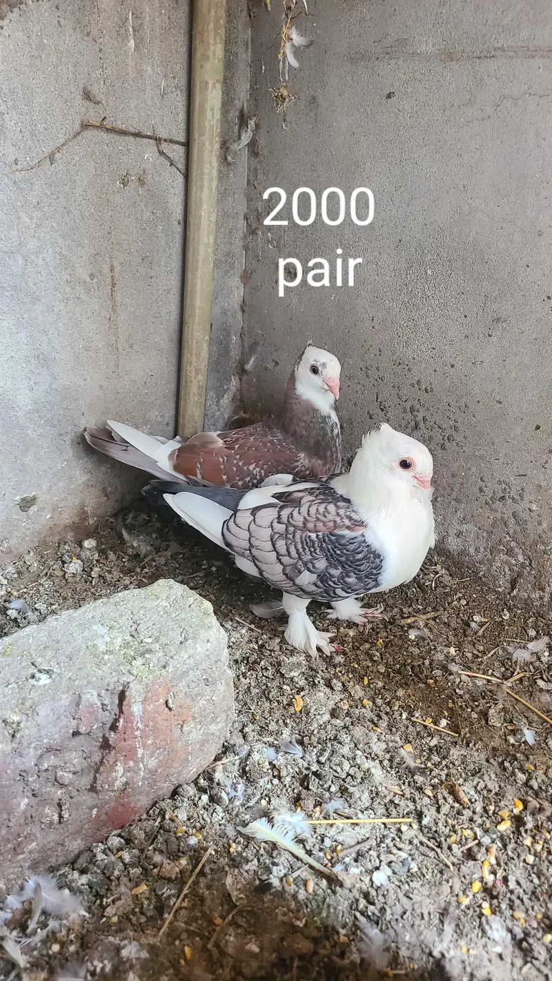 sentinent pigeon for sale — photo 3
