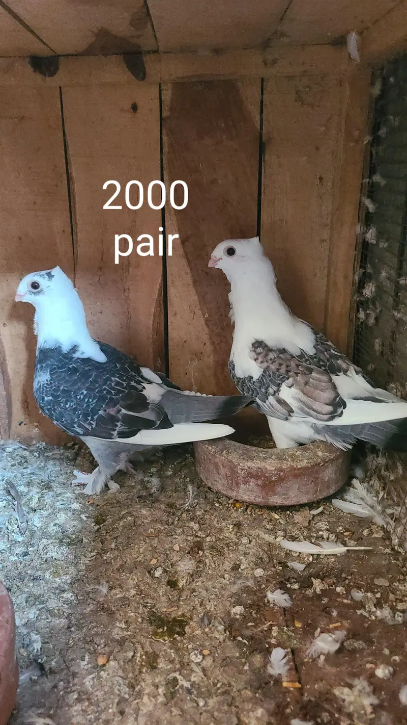 sentinent pigeon for sale — photo 4