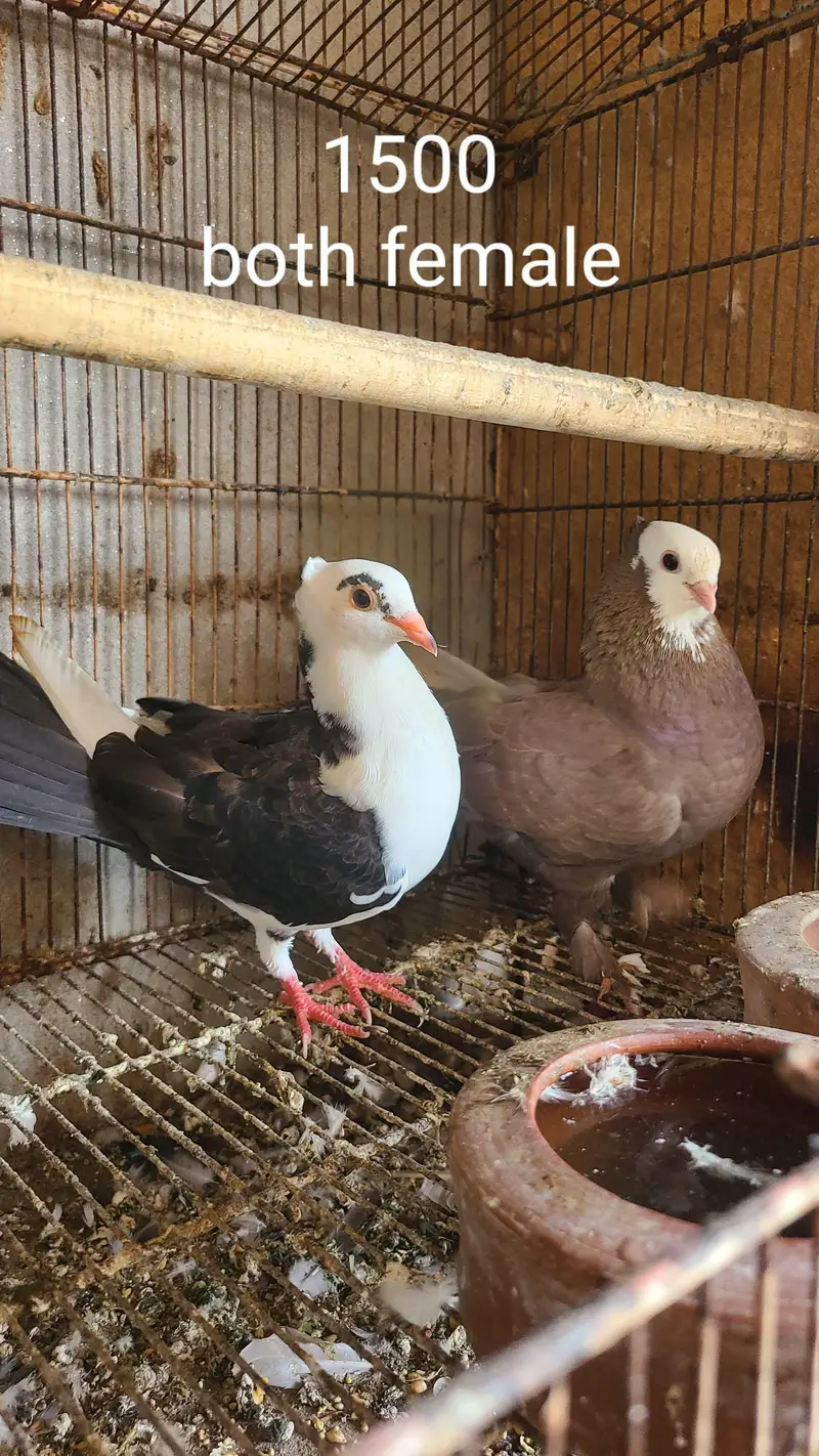 sentinent pigeon for sale — photo 5